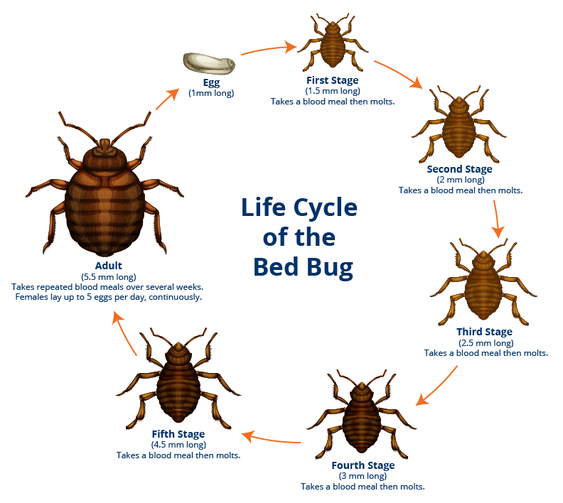 Bed Bug Life Cycle