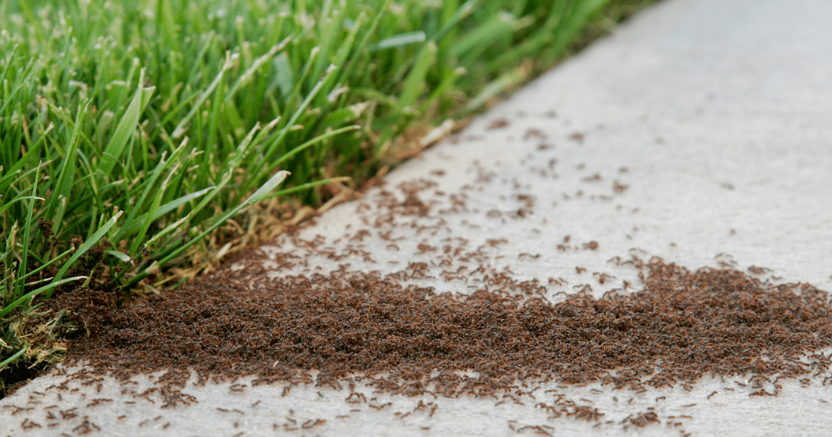 Ant Control Lafayette, La