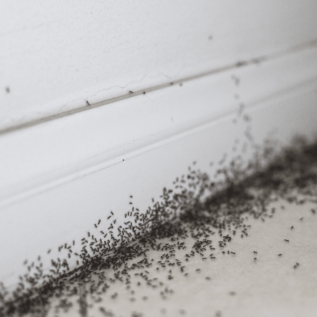 Ant Control. Ants in home in Lafayette, La