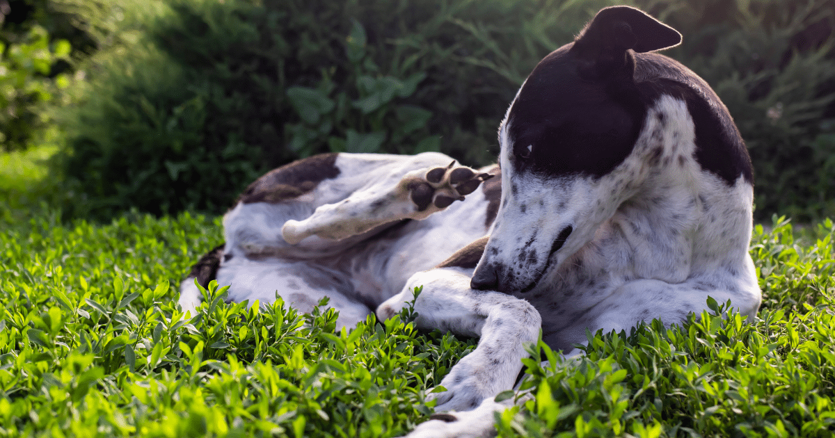 Flea & Tick Control Lafayette, La