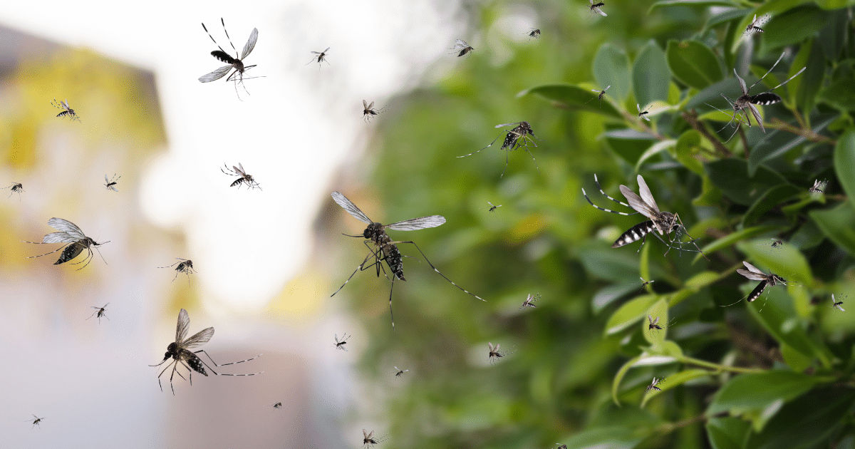 Mosquito Control Lafayette, La