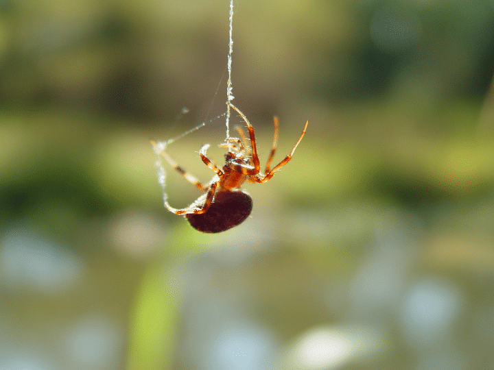 Spider Control Lafayette, La