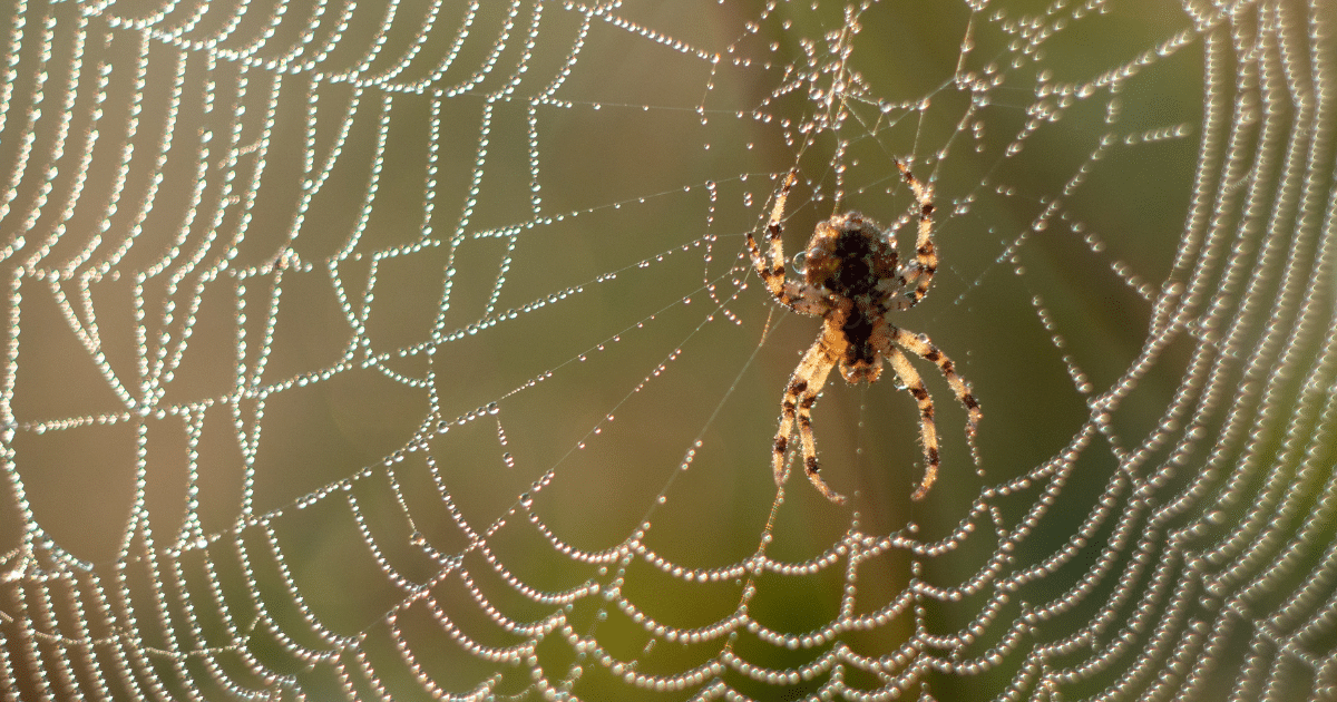 Spider control Lafayette, La
