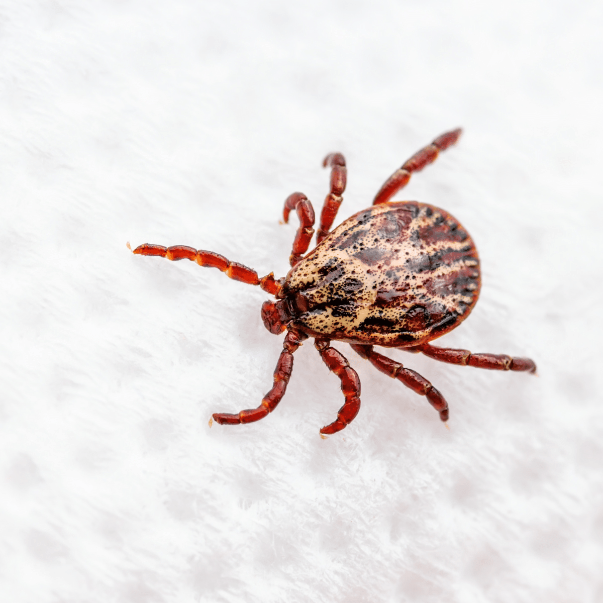 Tick Control Lafayette, La